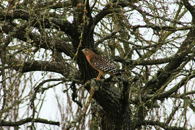 Low angle view of eagle perching on tree