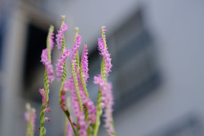 Close-up of pink flowering plant