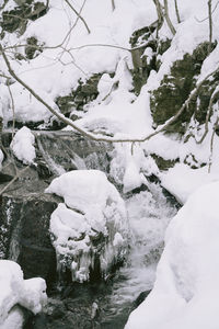 Snow covered trees during winter