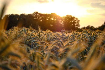 Close-up of crops on field against sky