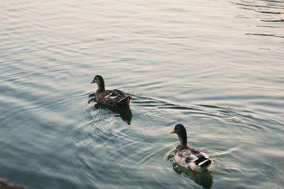 Duck swimming in lake