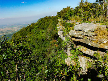 Plants growing on land against sky