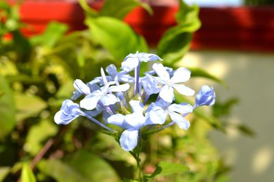 Close-up of white flowering plant