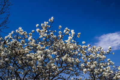 Low angle view of flowers against blue sky