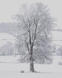 Bare tree on snow covered landscape