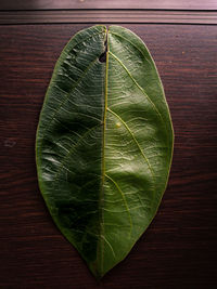 Close-up of green leaves on table