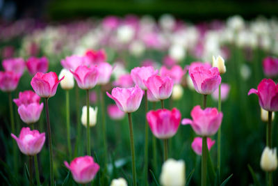 Close-up of a field of pink and spruce tulips