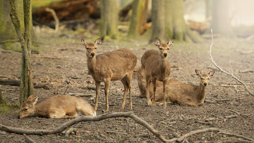 Deers in forest