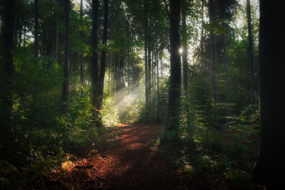 Trees growing in forest