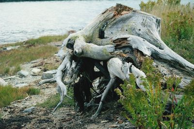 Close-up of animal skull on beach