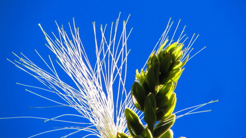 Close-up of plant against blue sky