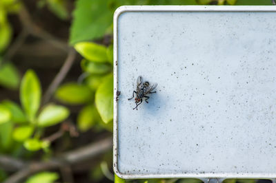 Close-up of fly on leaf