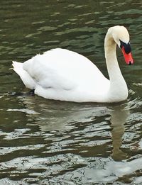 Swan swimming in water