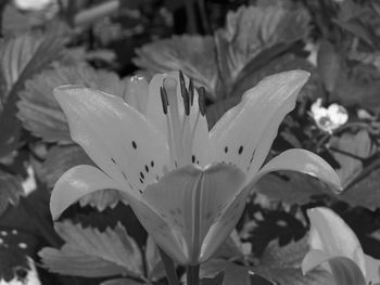 Close-up of wet orange lily blooming outdoors