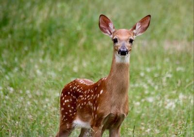 Portrait of deer standing on field