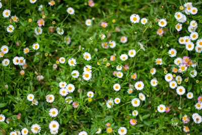 Nature flower plant green on land in the rainy season