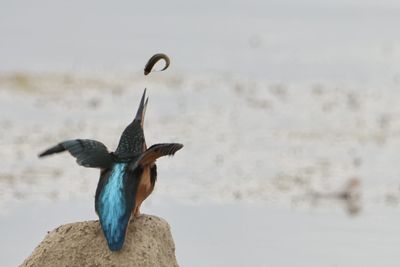 Close-up of bird flying against sky
