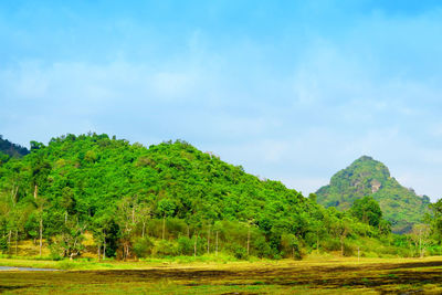 Trees on field against sky