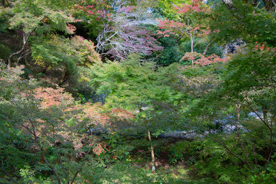 Trees and plants on field in forest