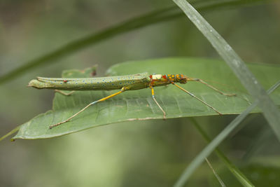 Hierodula venosa spesies mantis from borneo forest