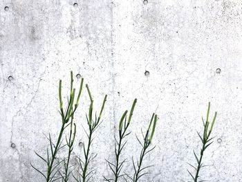 Close-up of plant in winter