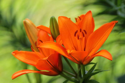 Close-up of orange lily