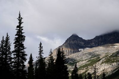 Scenic view of pine trees against sky