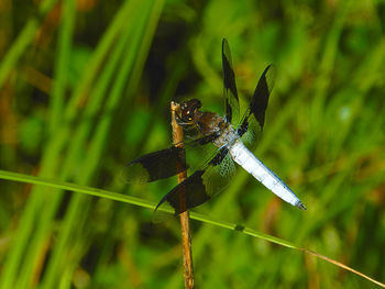 Close-up of insect