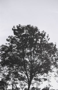 Low angle view of tree against clear sky