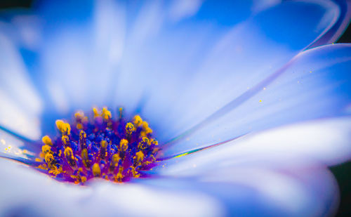 Close-up of daisy flowers