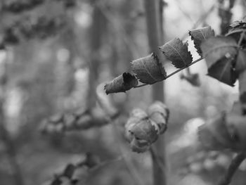 Close-up of flower on tree