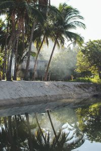 Palm trees by water