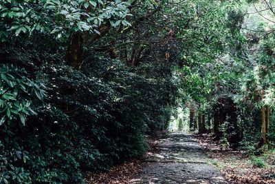 Trees in forest