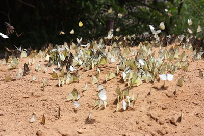 High angle view of butterfly on field