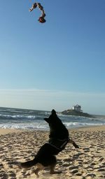 Dog on beach against clear sky