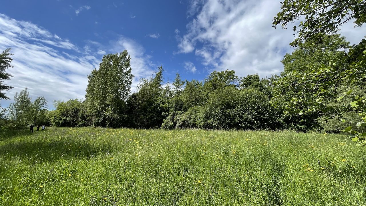 plant, tree, meadow, grass, sky, natural environment, green, pasture, nature, growth, grassland, cloud, beauty in nature, land, woodland, environment, field, landscape, forest, tranquility, no people, scenics - nature, flower, lawn, tranquil scene, day, rural area, prairie, vegetation, outdoors, non-urban scene, hill, sunlight, foliage, plain