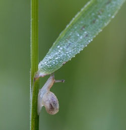 Close-up of insect on leaf