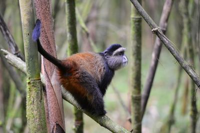 Close-up of monkey on tree in forest