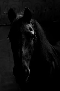 Close-up portrait of a horse