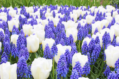 Close-up of purple flowers on field