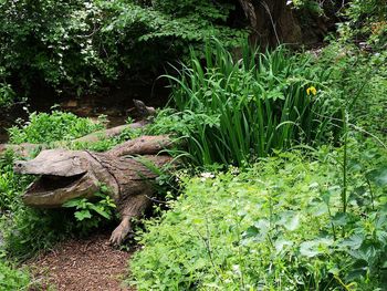 Plants growing on land in forest