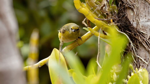 Close-up of insect on plant