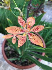 Close-up of flower