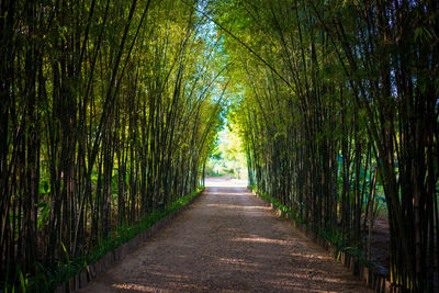 Footpath amidst trees in forest