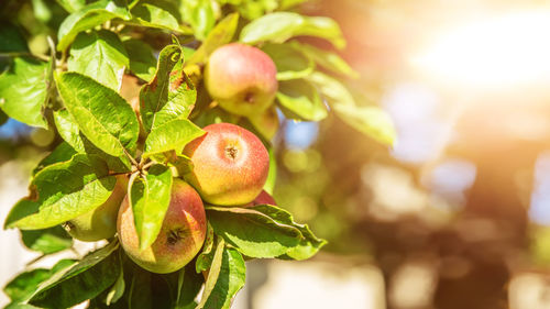 Close-up of fruits growing on tree