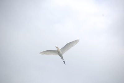 Low angle view of bird flying in sky