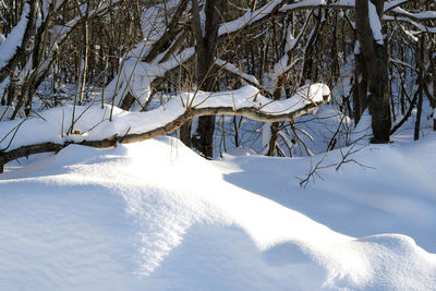 Snow covered trees against sky