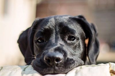 Close-up portrait of black dog
