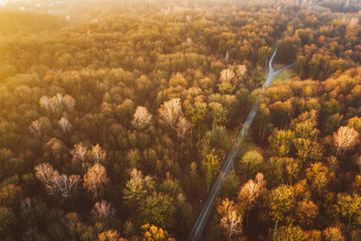 High angle view of trees in forest during autumn