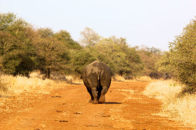 Rear view of elephant walking on field against sky